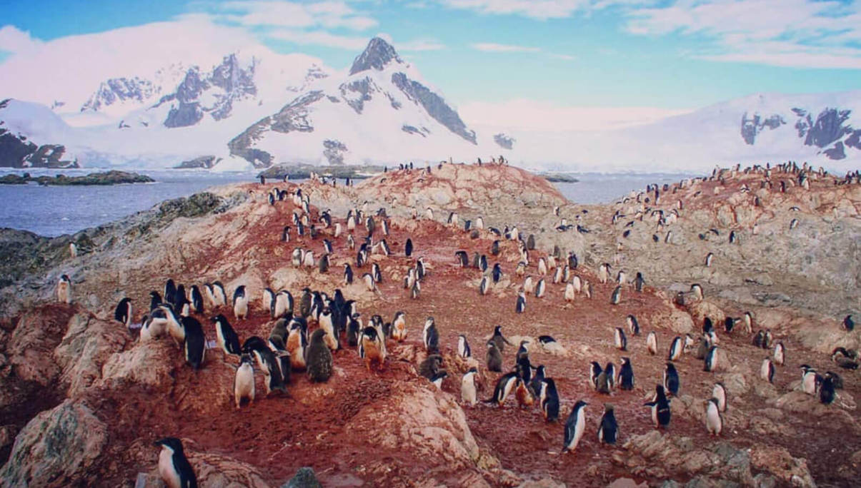 Листівки з Півдня: інстаграм-акаунти дослідників Антарктиди