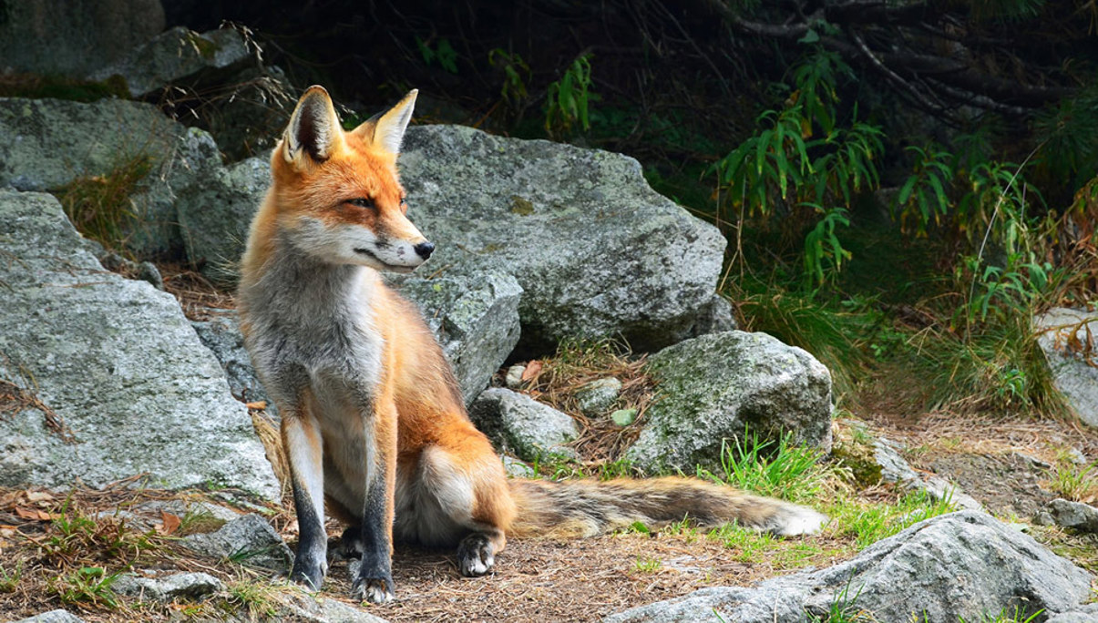 Чим сервісні компанії кращі за продуктові, та чому іноді лисиця все ж перемагає їжака