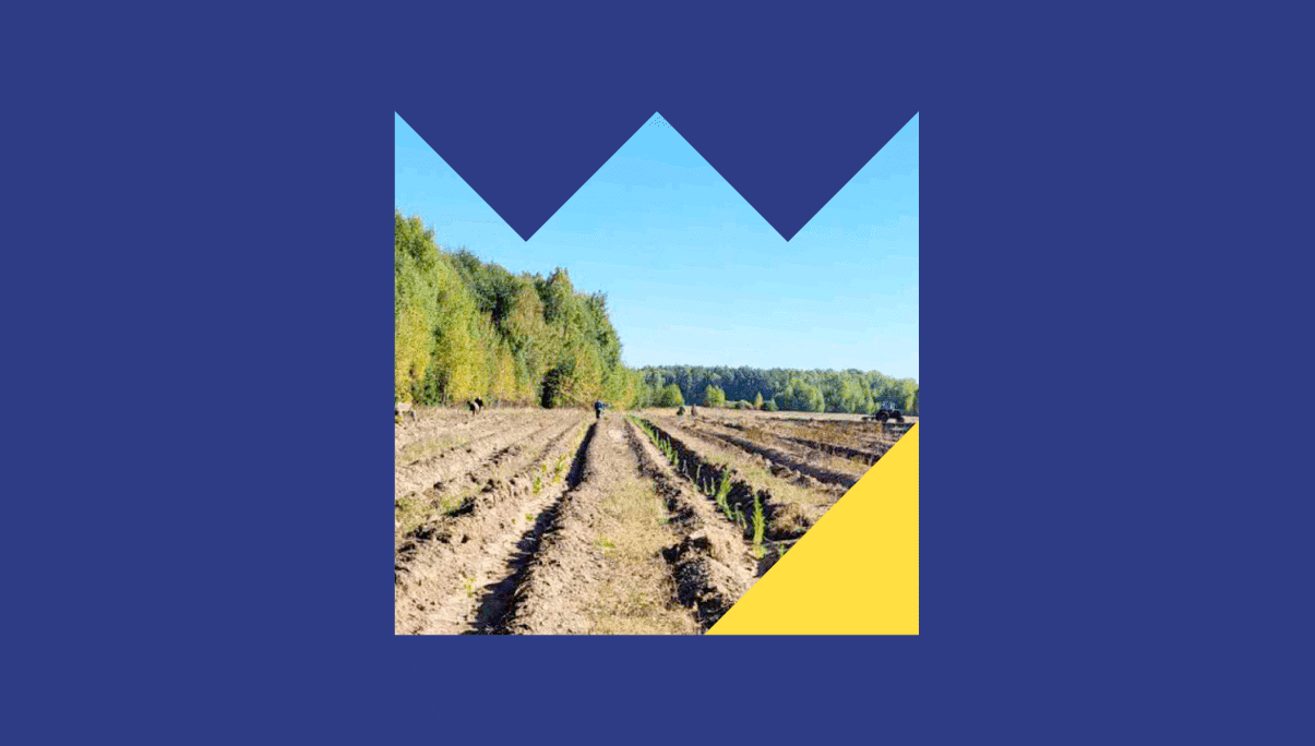 New Forests Grow on the DataArt Map